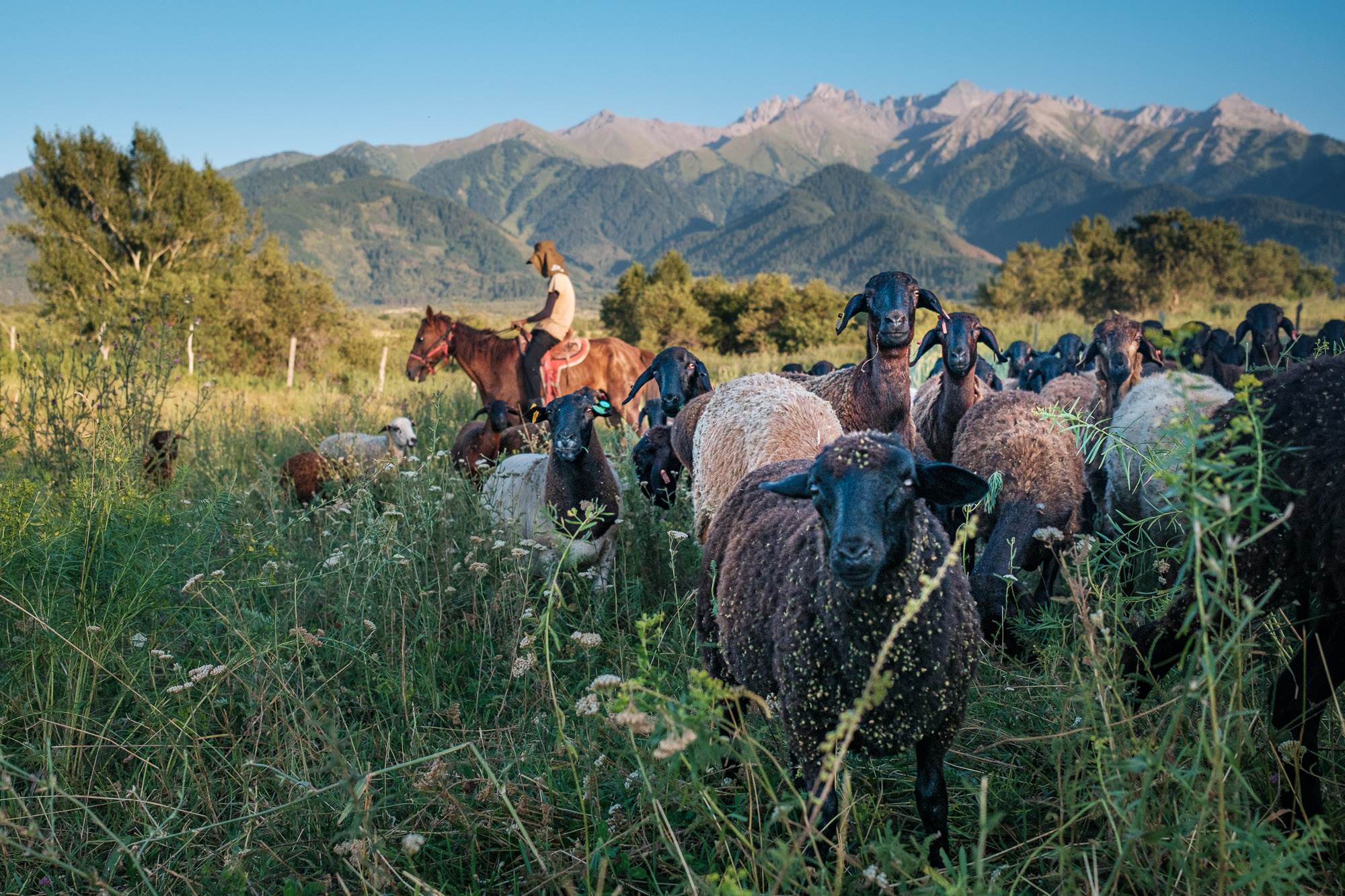 Herder met kudde voor de Tien Sjan